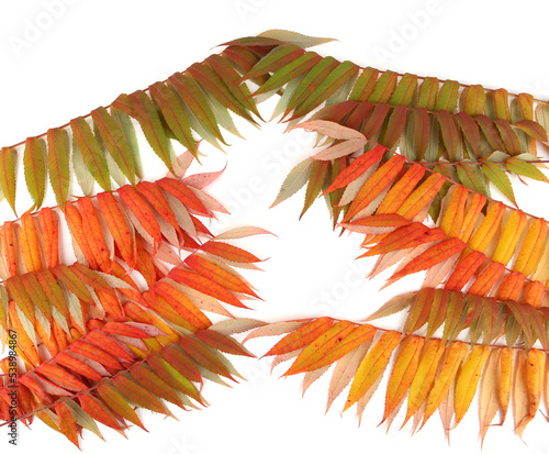 Rhus typhina tree branches with autumn leaves isolated on white background. photo