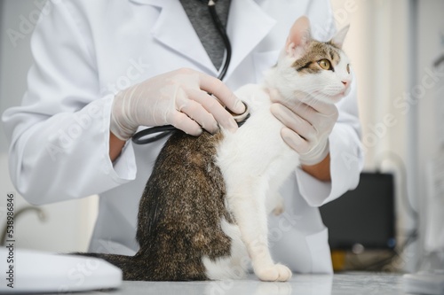 Fototapeta Naklejka Na Ścianę i Meble -  Man veterinarian listening cat with stethoscope during appointment in veterinary clinic