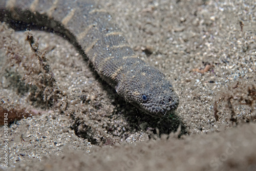 Sea Snake, Seeschlange (Enhydrina schistosa)