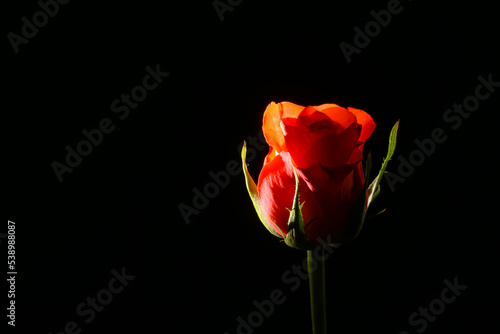 Red Rose