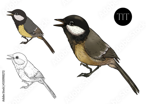 Great tit, cute bird in colourful and outline. Isolated vector illustration