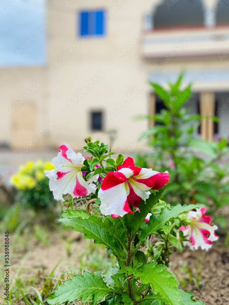 Flowers in Pakistan with blue sky