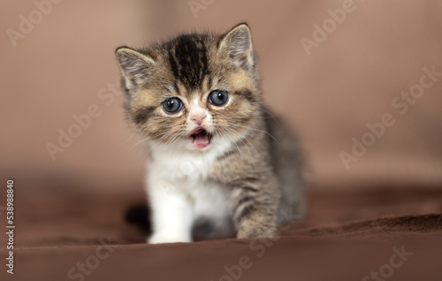 Tabbykitten Britisch Kurzhaar Katzenbaby © Wabi-Sabi Fotografie