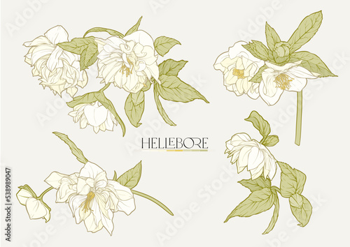 White hellebore flowers, the first spring flowering ranunculus. Spring floral motif. Clip art, elements for design. Vector illustration. In art nouveau style, vintage, botanical style