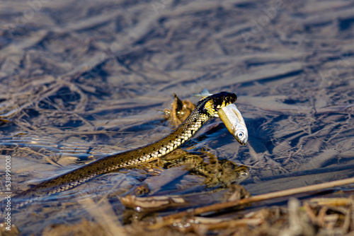 Wąż złapał rybę © KoLesfot