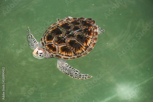 Green Turtle or Chelonia mydas swimming above the water.