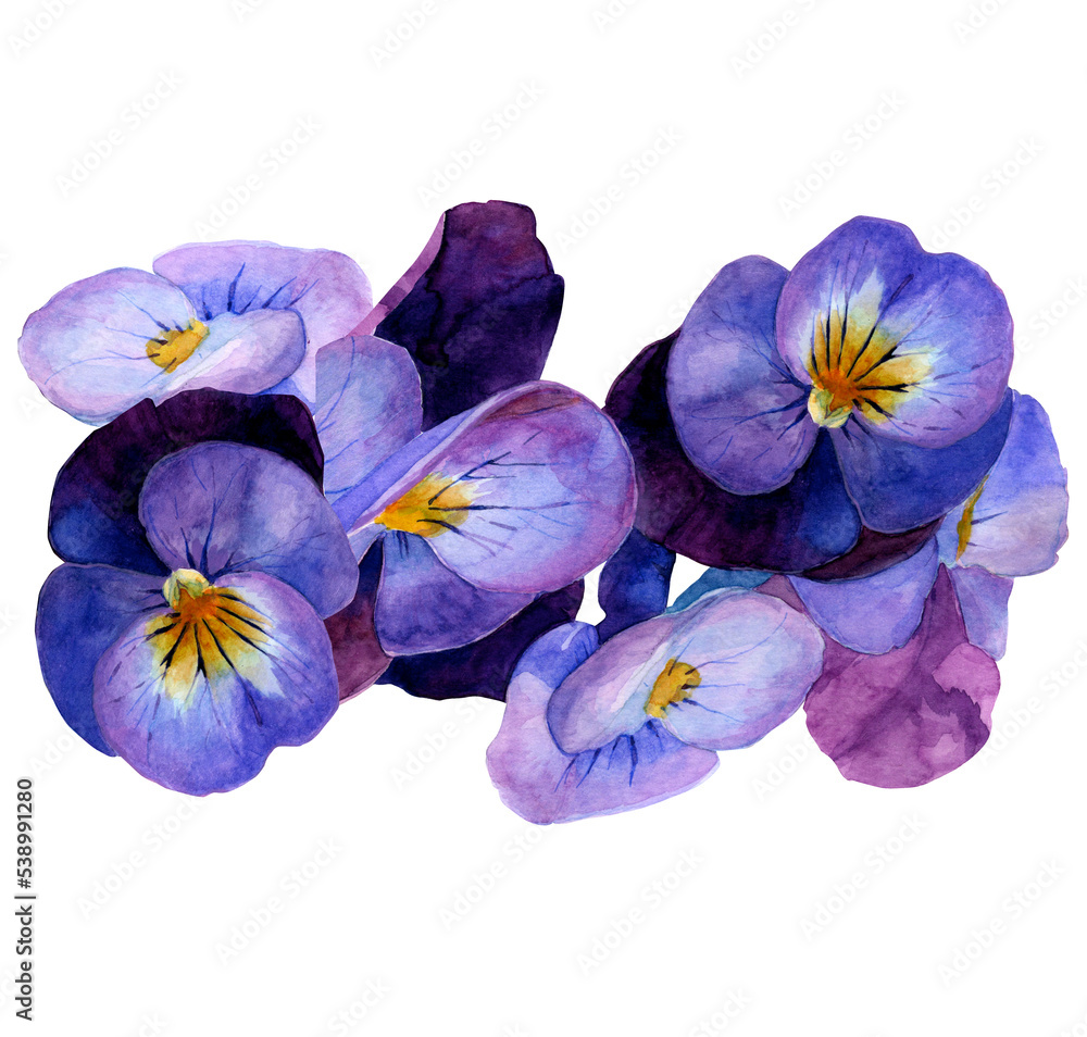 Botanical watercolor set with flowers. Purple Pansies on a white isolated background.