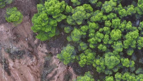Eroded landscape and pine forests in the Cárcavas de Morata de Jiloca. Aerial view from a drone. Morata from Jiloca. Saragossa. Aragon. Spain. Europe photo