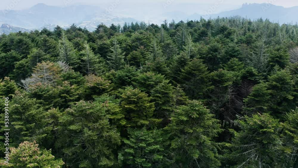 Area of fir trees in high mountains Area of fir trees in high mountains