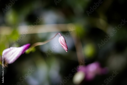Selective focus shot of a Clematis texensis (Scarlet Clematis)  bud photo