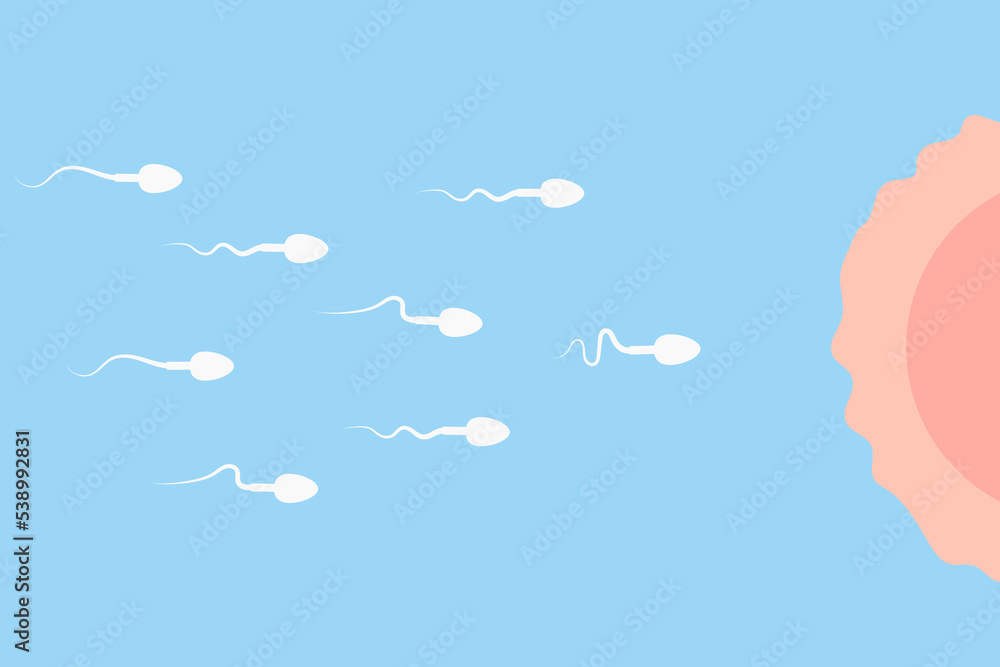 The movement of spermatozoa towards the female egg. Active male reproductive cells. The concept of fertilization.