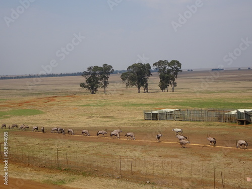 Manada de Oryx en granja de Sudáfrica