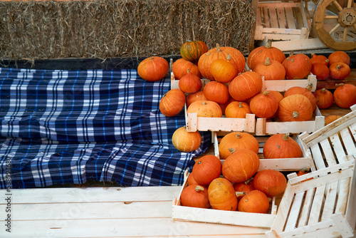 autumn harvest concept. Bunch of orange pumpkins inside wooden boxes, stack of hay, checkered blue plaid festival, thanksgiving day, helloween. counter for sale,rural still life,agriculture, farming
