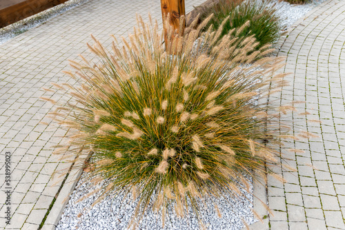 Beautiful ornamental grass..Japanese proliferation (Lac. Pennisetum alopecuroides). Gravel band and cobblestone pavement. photo