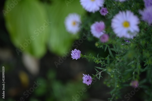 white fluffy daisies, chrysanthemum flowers on a green background Beautiful pink chrysanthemums close-up in aster Astra tall perennial,
new english (morozko, morozets) texture gradient purple flower  photo