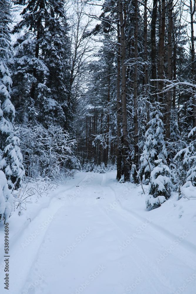 Winter snowy frosty landscape. The forest is covered with snow. Frost and fog in the park. Winter snowy frosty landscape. The forest is covered with snow. Frost and fog in the park.