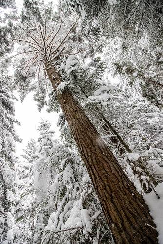 Fototapeta Naklejka Na Ścianę i Meble -  Ośnieżone drzewa leśne na polanie