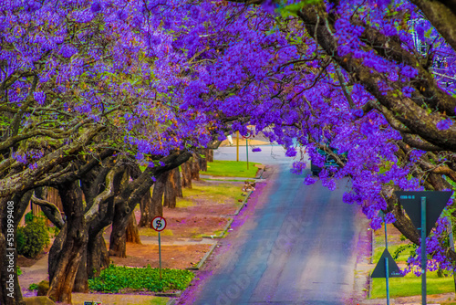 Pretoria street lined with jacaranda tree in October photo