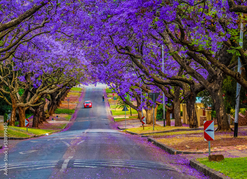 Quadro su tela Pretoria street lined with jacaranda tree