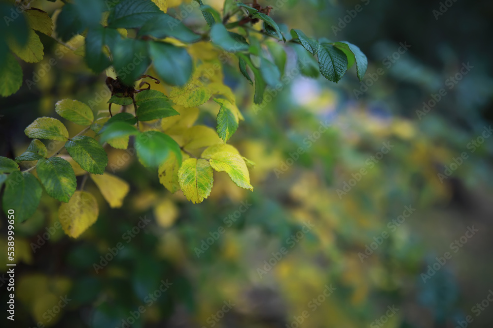Lively closeup of falling autumn leaves with vibrant backlight from the setting sun Lively closeup of falling autumn leaves with vibrant backlight from the setting sun