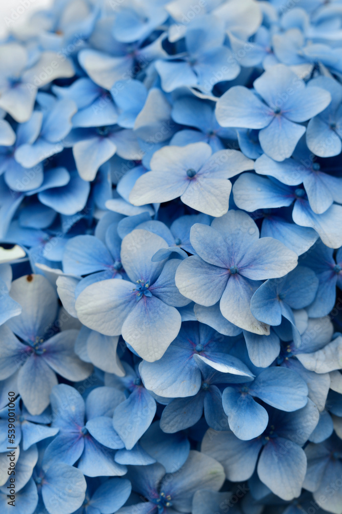 Close up of  Blue Hydrangea