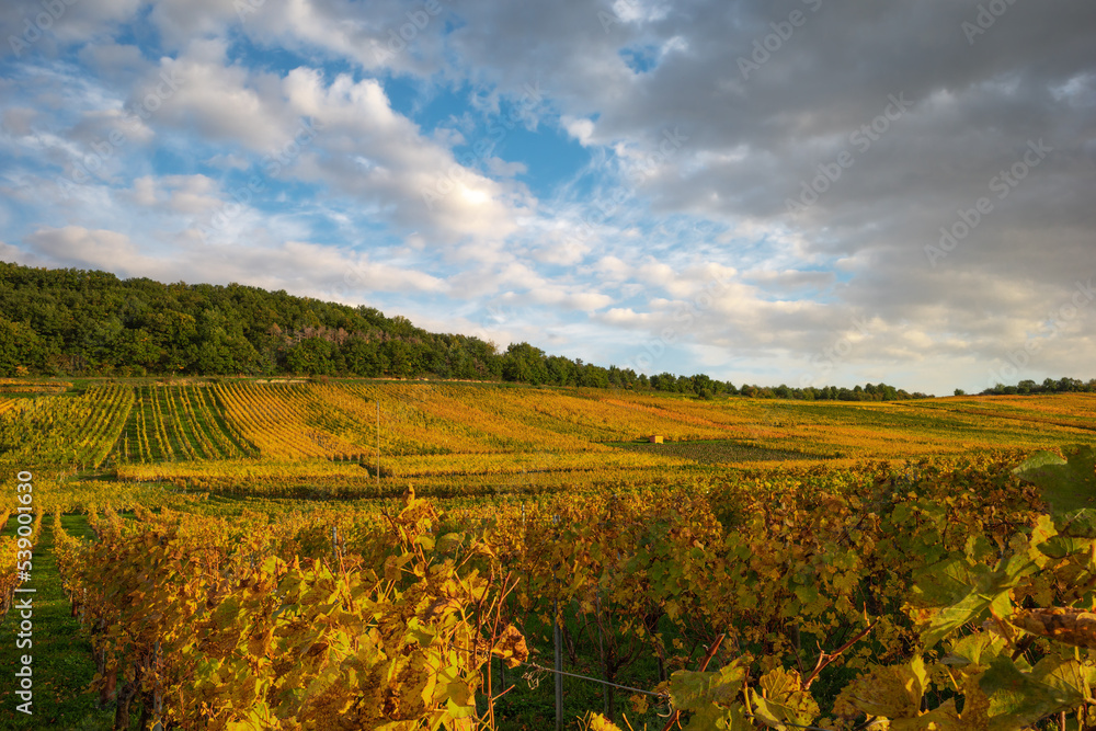 Brightly colored foliage along the Wine Routhe