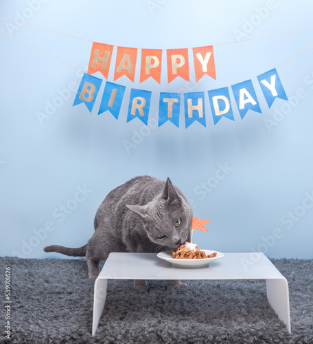 Photography Russian Blue Cat is eating his birthday cake from a plate on mini table