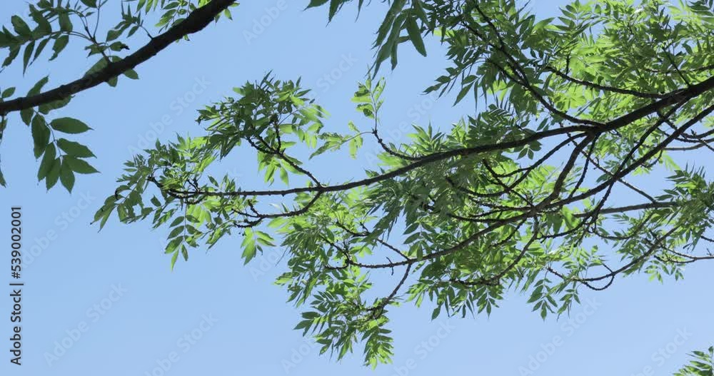 Lush geen tree top in the wind Lush geen tree top in the wind
