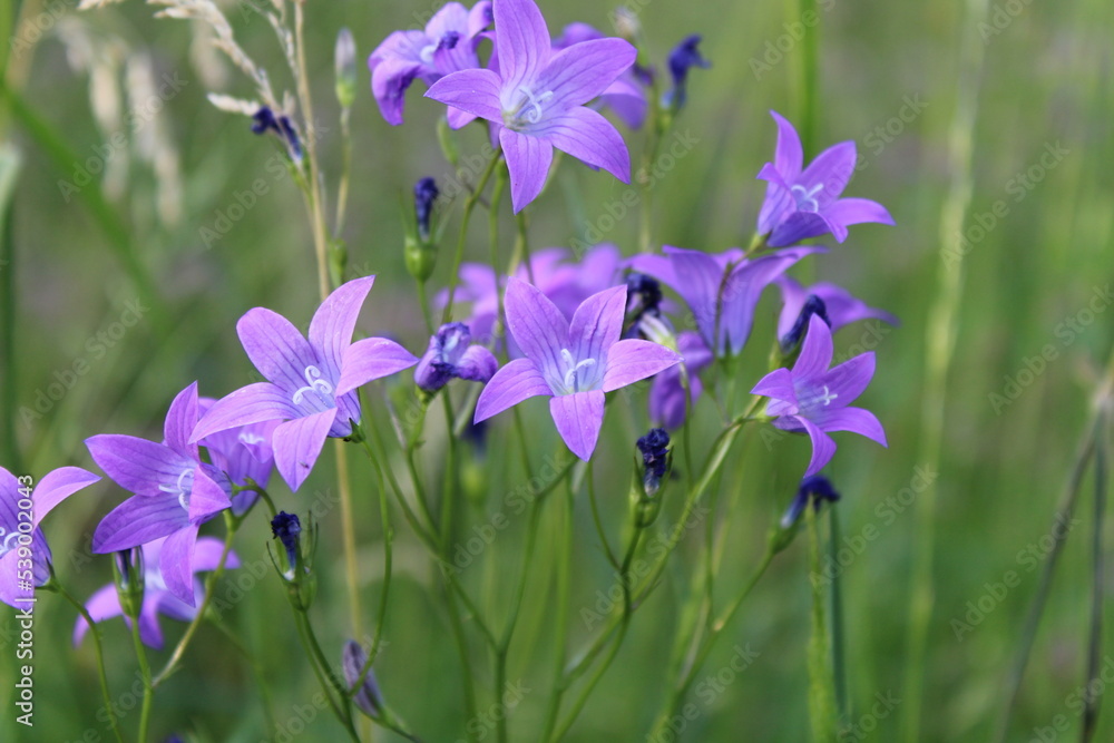 Field bells on a summer day ripple in the wind