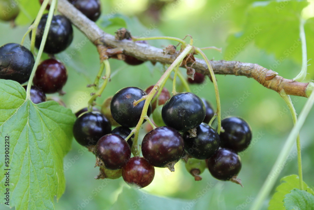 Blackcurrants are not ripe yet Blackcurrants are not ripe yet