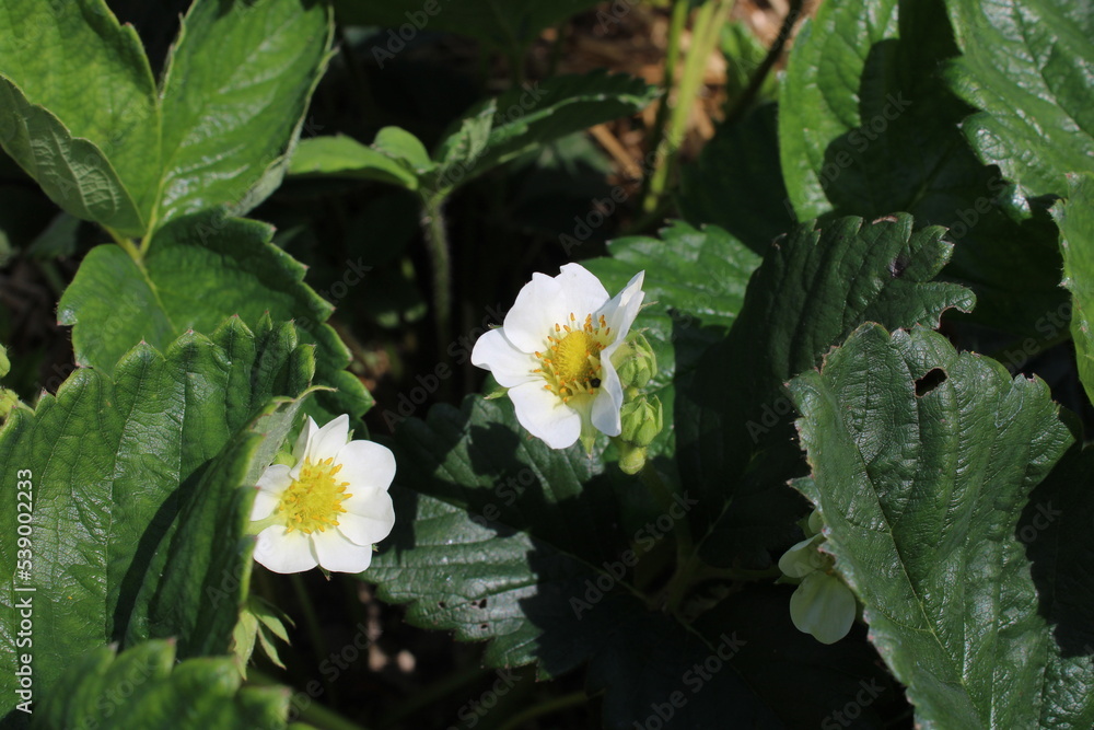 Strawberry flowers in a country bed Strawberry flowers in a country bed