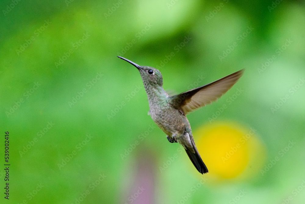 Fototapeta premium hummingbird in flight