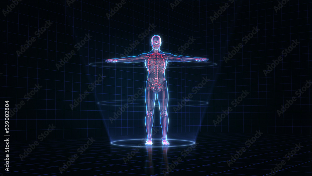 Hologram human anatomy and skeleton on a dark background, 3D rendering 