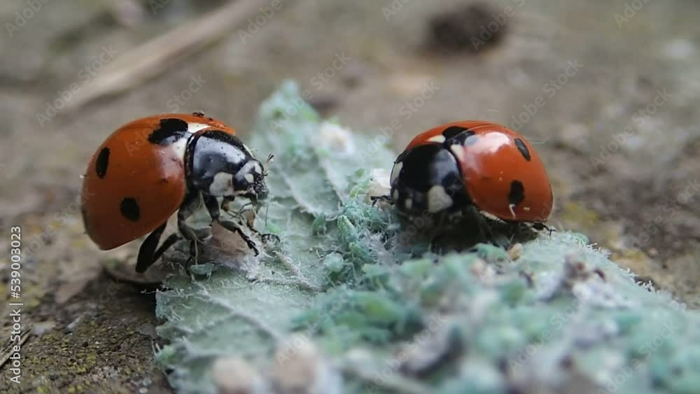 Lady bugs eating