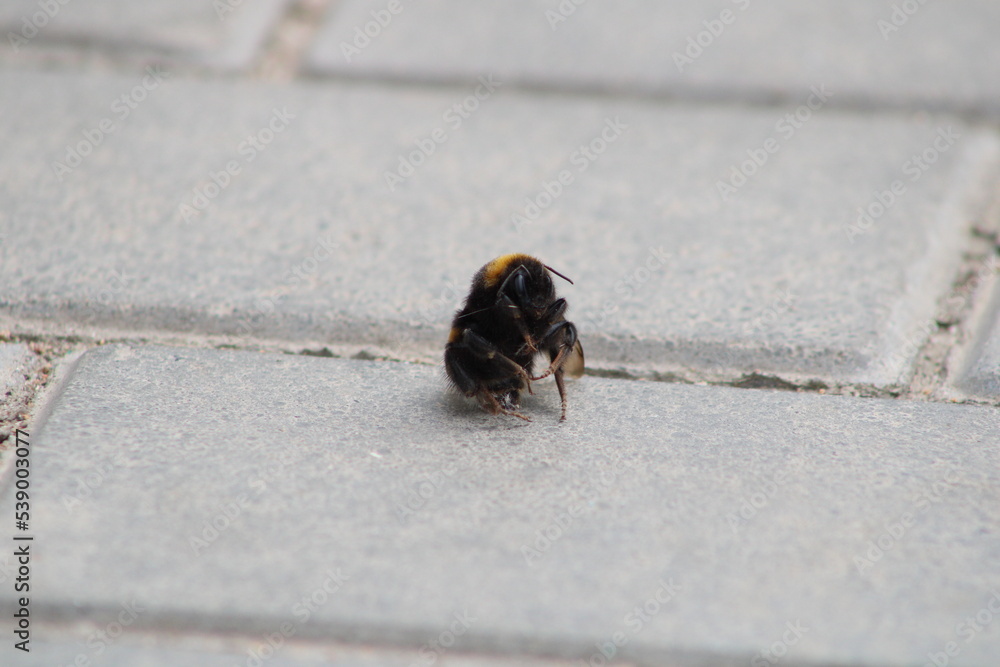 Obraz premium A bumblebee froze and fell on the sidewalk