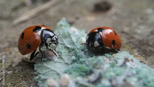 Lady bugs eating