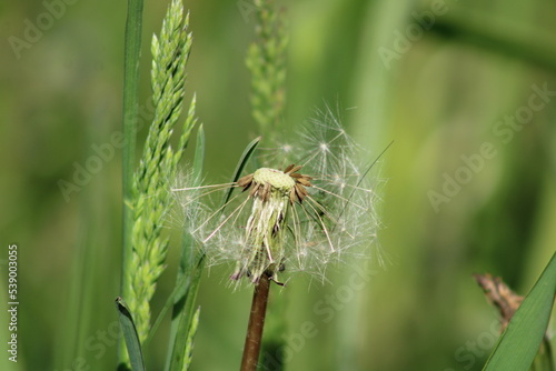 Sunlit half-flown dandelion on blurred green grass background close up. 