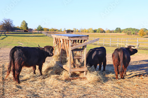 View of Dexters - Irish breed of small cattle at the farm photo