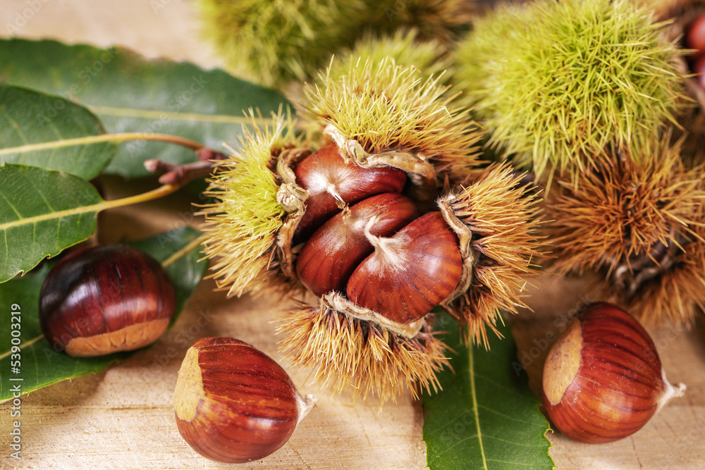 Ripe chestnuts close up. Sweet edible chestnuts. Husked chestnuts, chestnuts with skin. Organic food. Harvest Ripe chestnuts close up. Sweet edible chestnuts. Husked chestnuts, chestnuts with skin. Organic food. Harvest