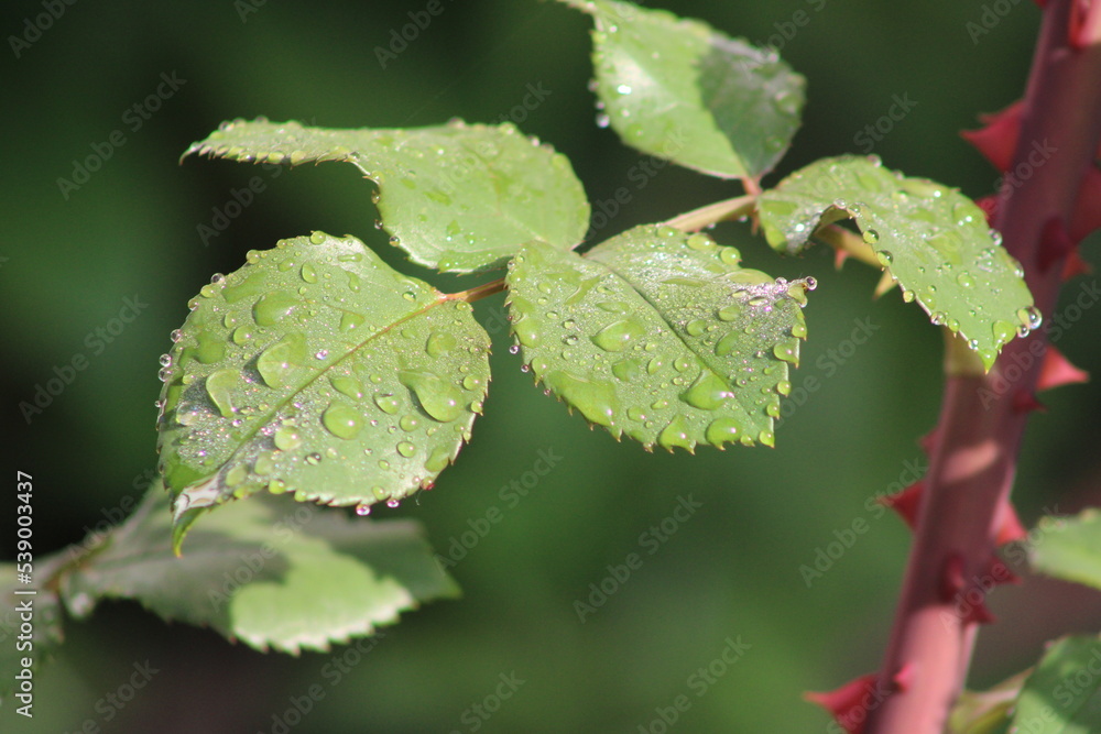 Drops of water on the leaves of the rose against the background of a blurred stem with thorns Drops of water on the leaves of the rose against the background of a blurred stem with thorns