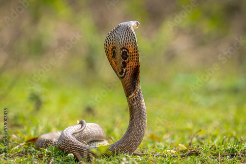 Indian spectacled cobra or Naja naja 