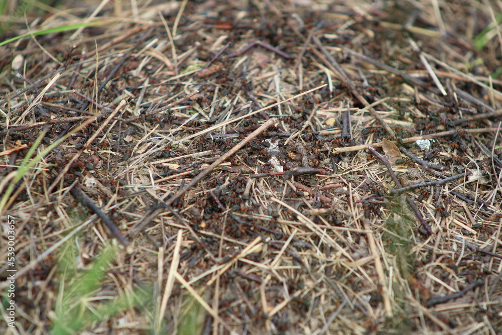 An ant hill in the middle of the field close up