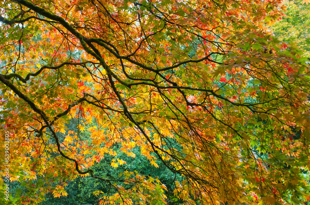Autumnal (fall) colors of leaves on a large old tree Autumnal (fall) colors of leaves on a large old tree