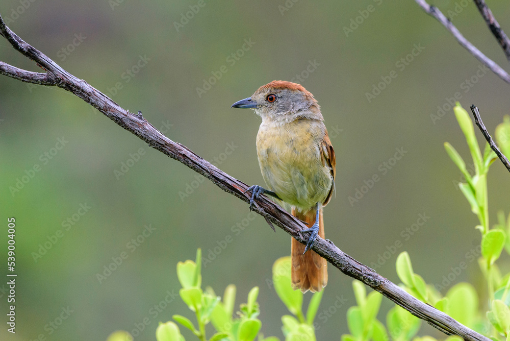Fototapeta premium robin on a branch