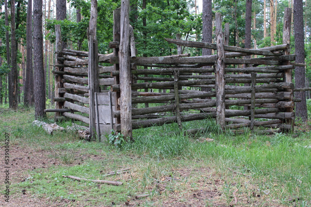 Trap for wild pigs in the woods Trap for wild pigs in the woods
