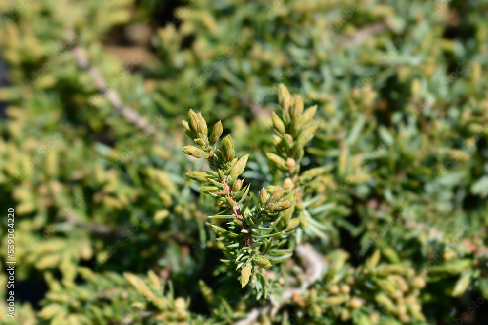 Juniper Green Carpet Juniper Green Carpet