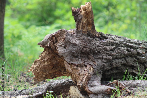 Uprooted birch after a strong wind