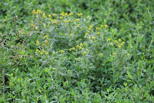 Plant with green leaves and yellow flowers