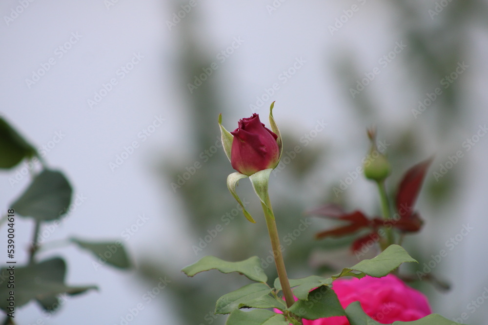 An unblossomed rose on a smeared background An unblossomed rose on a smeared background