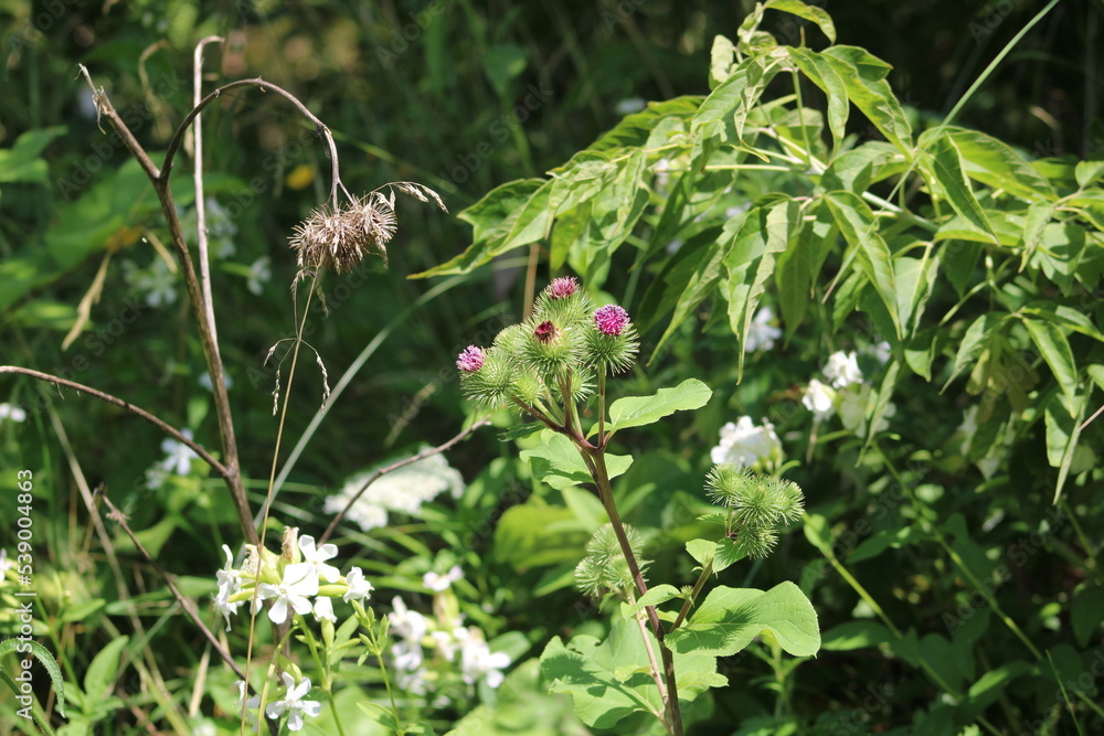 beautiful burdock flowering close up beautiful burdock flowering close up